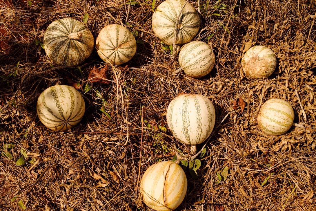 Kürbisse auf einer Wiese.