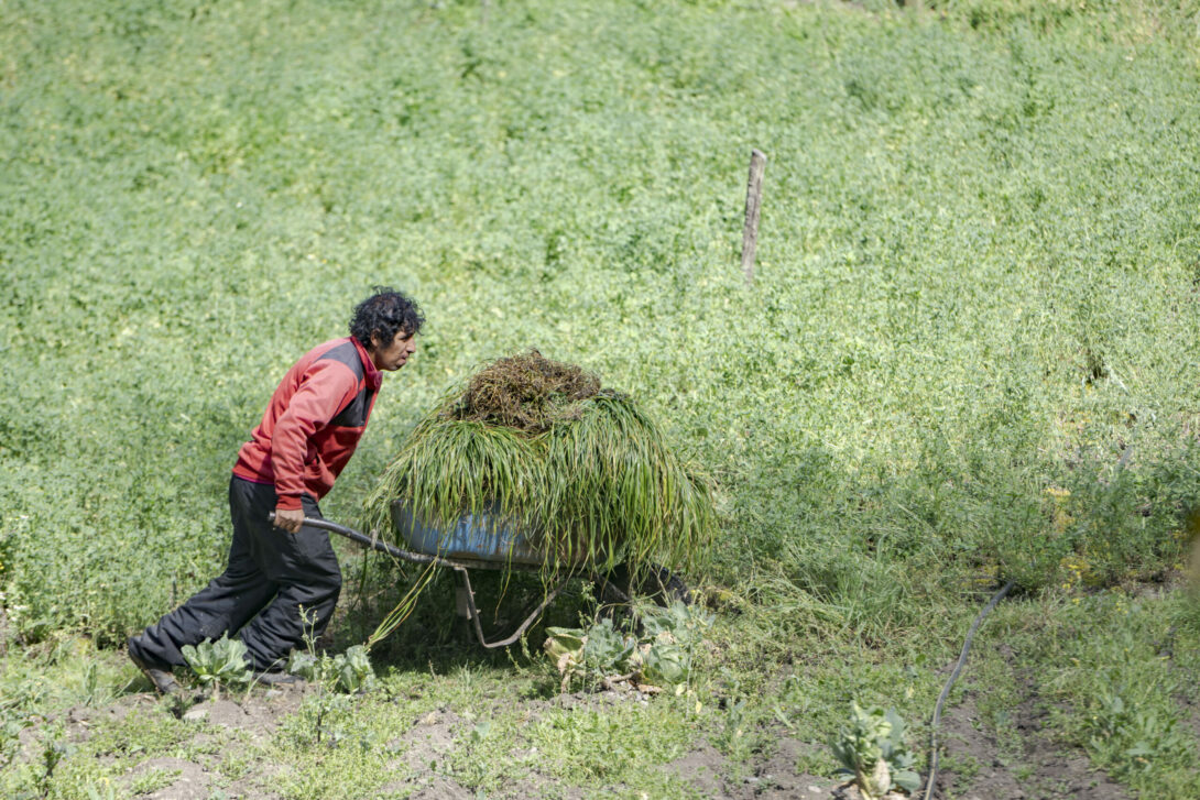 Ein Landwirt von CEDEP AYLLU in Peru fährt die Ernte mit einer Schubkarre ein.