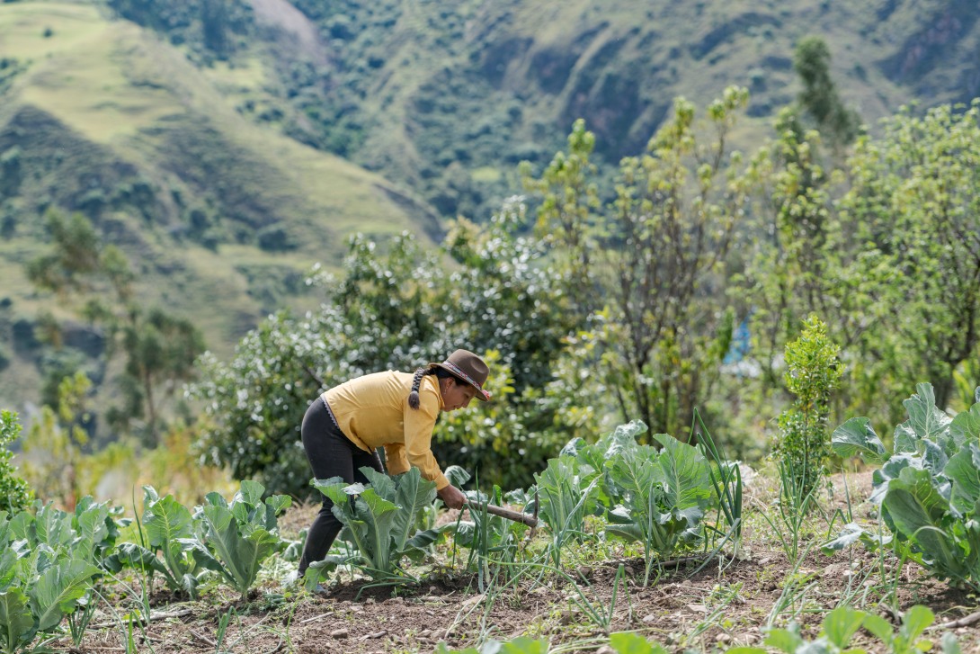 Eine Landwirtin die von CEDEP AYLLU in Peru in ökologischer Landwirtschaft geschult wird, bewirtschaftet ihr Feld.