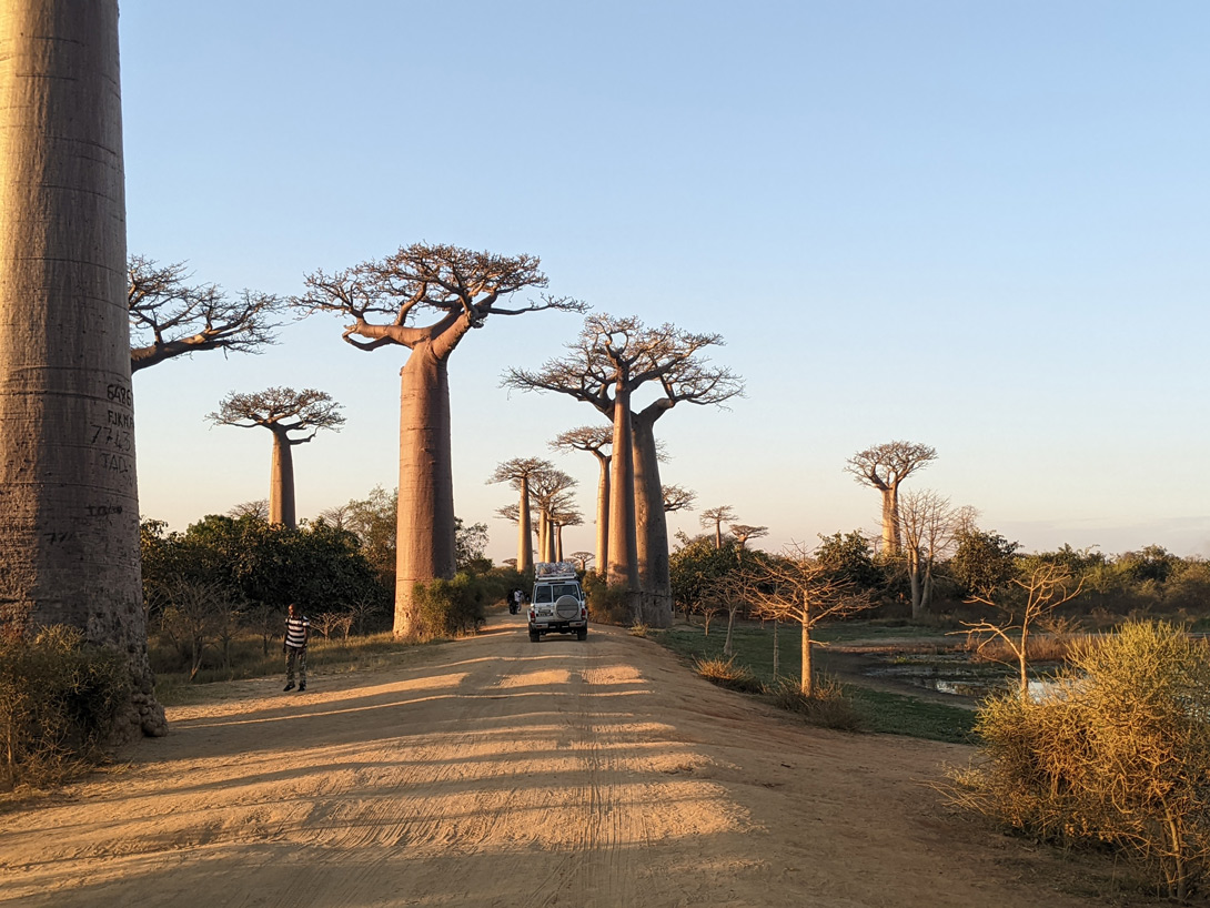 Die berühmte Baobaballee in Madagaskar.