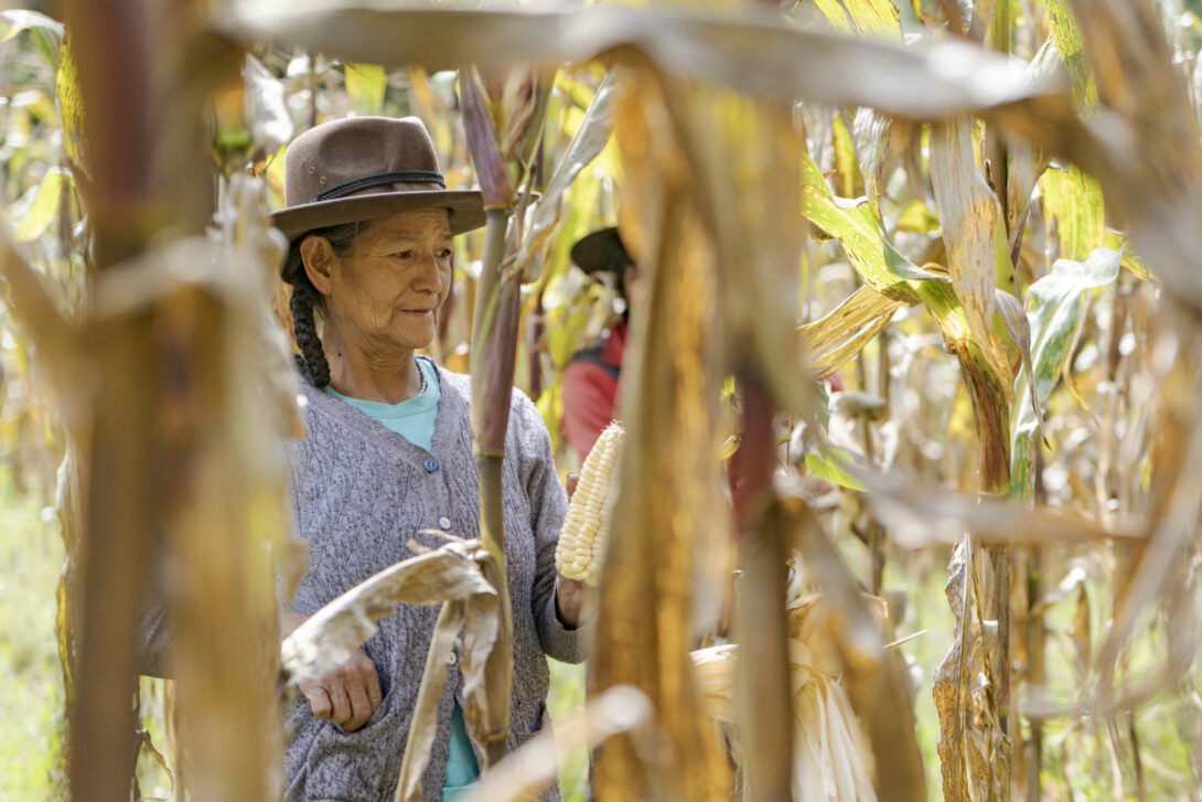 Eine Teilnehmerin von Cedep Ayllu in Peru steht zwischen hohen Maispflanzen auf dem Feld