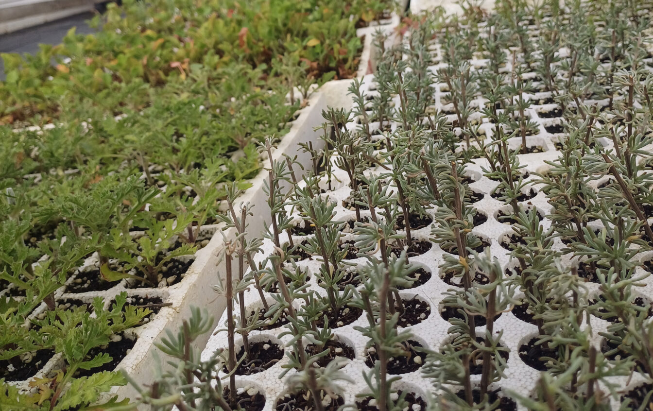 Pflanzensetzlinge angebaut von Teilnehmenden des Projekts Living Roots in Südafrika.