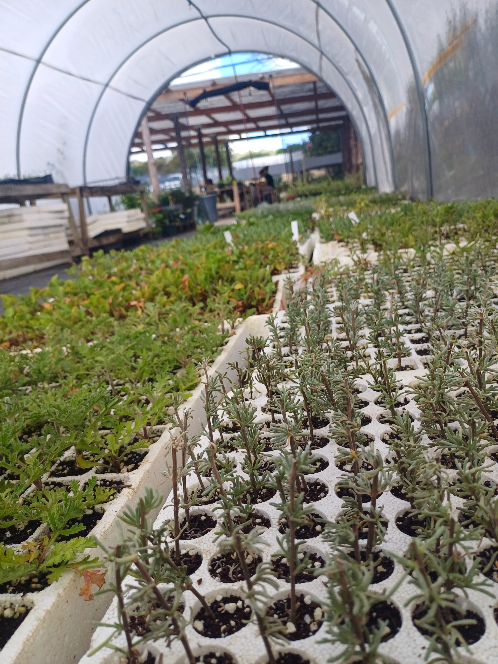 Pflanzensetzlinge angebaut von Teilnehmenden des Projekts Living Roots in Südafrika.