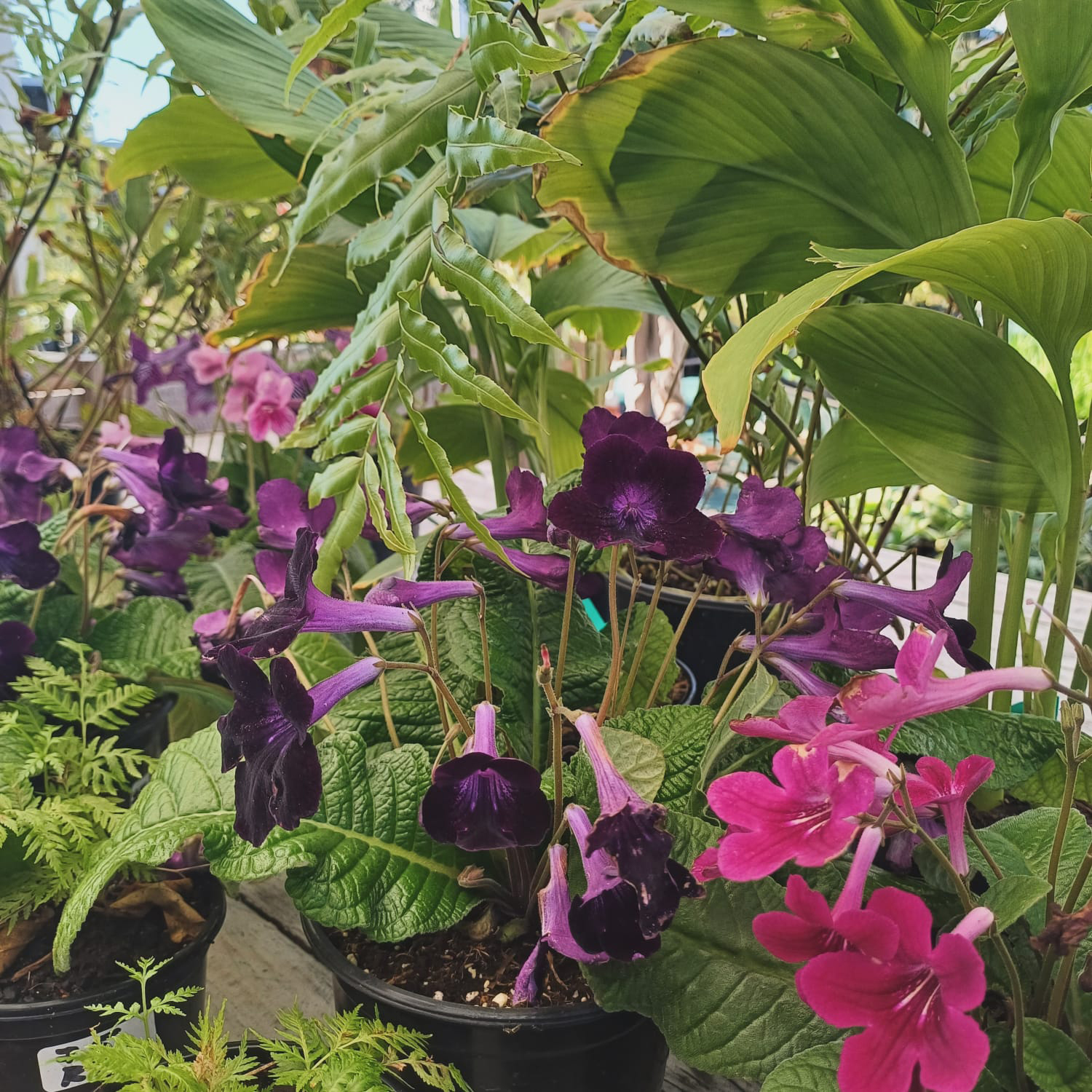 Angepflanzte Blumen von dem Projekt Living Roots der Organisation U-Turn in Südafrika.