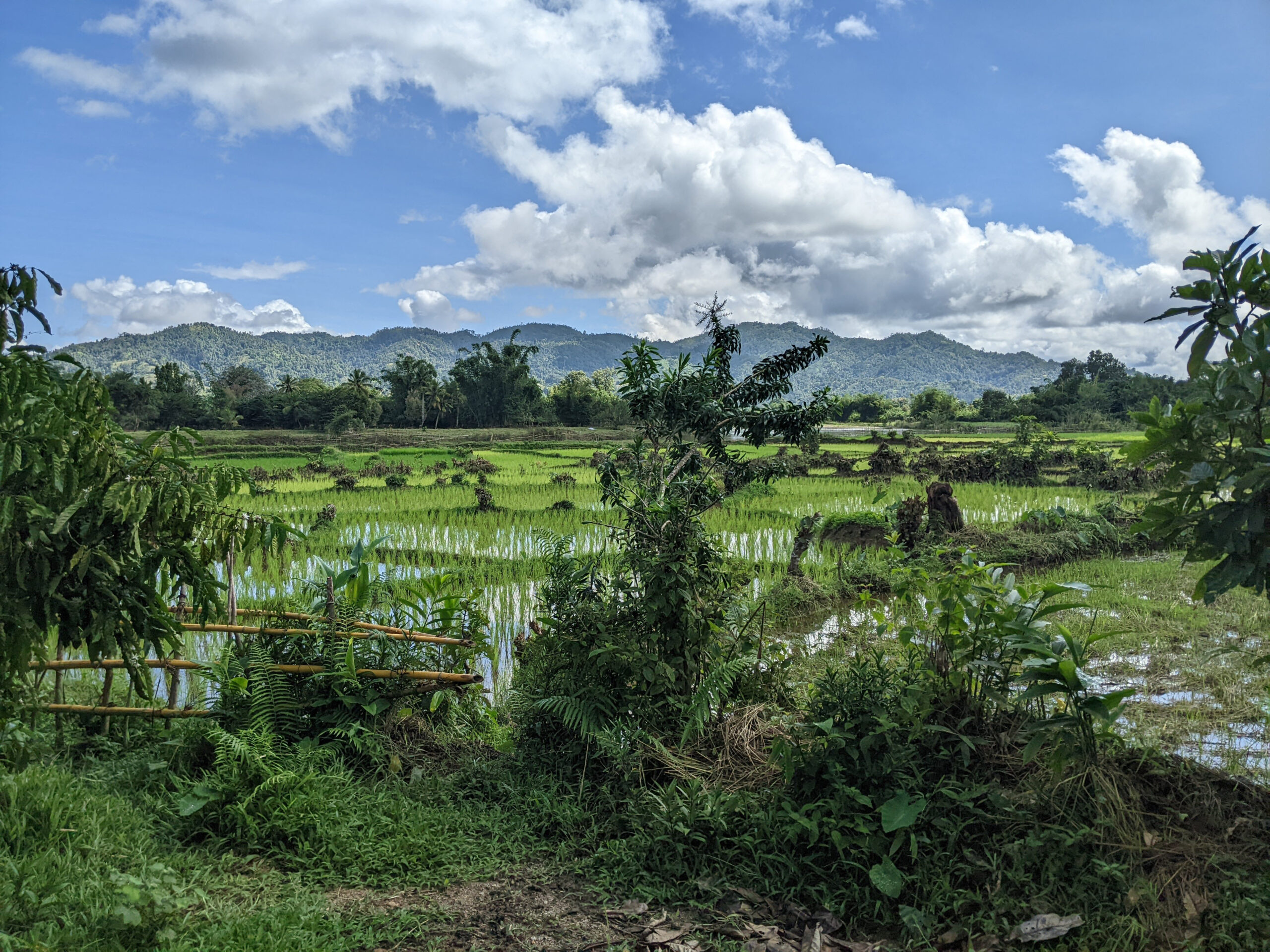 Reisfelder in Madagaskar.