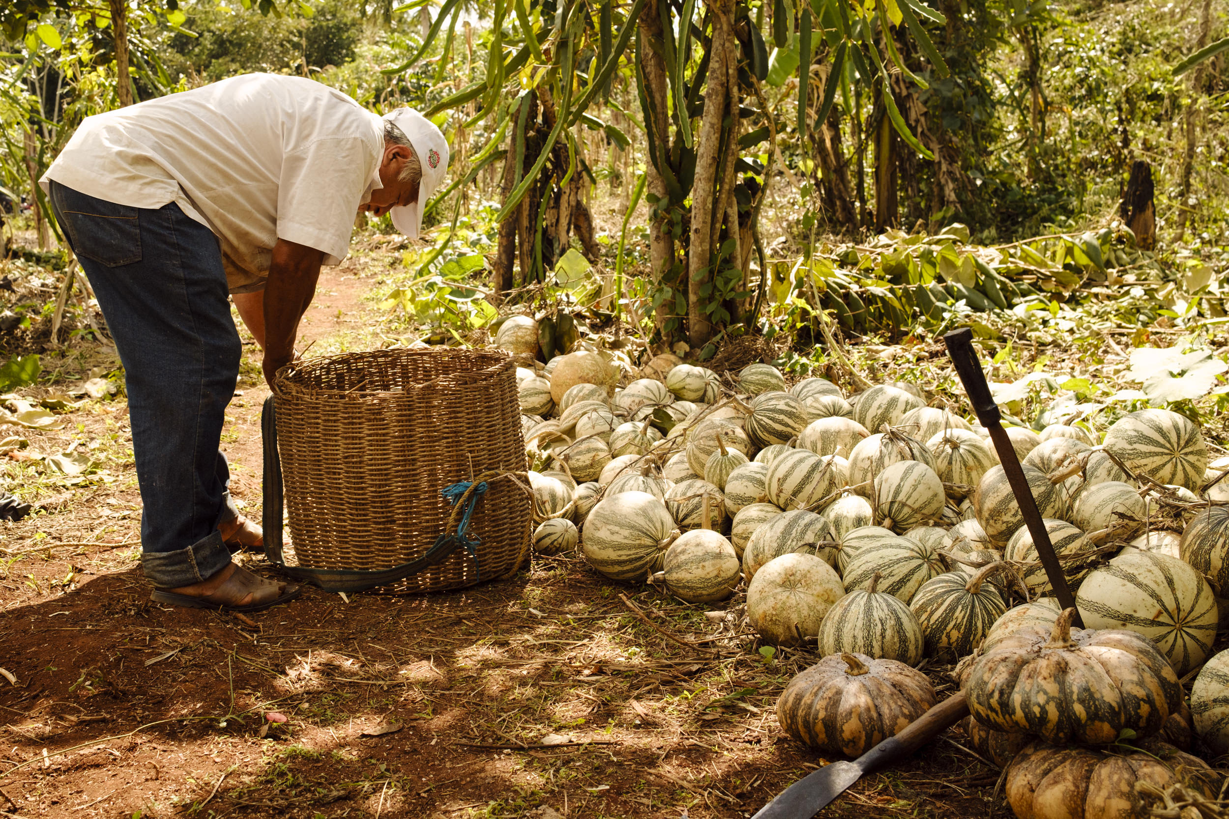 Ein Teilnehmer von HST in Mexiko bei der Ernte von Kürbissen.