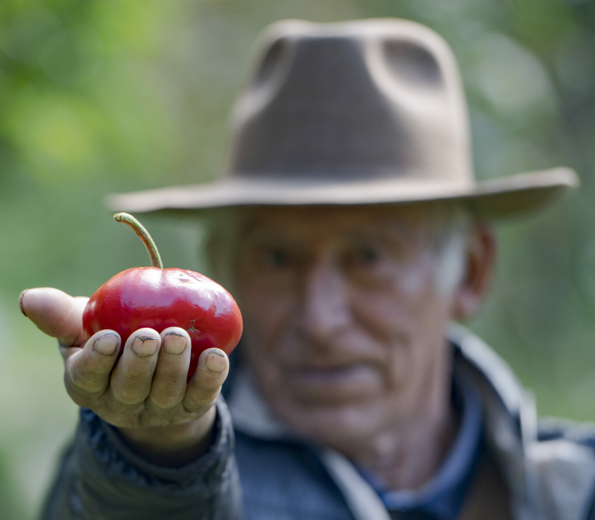 Ein Landwirt von CEDEP AYLLU in Peru präsentiert eine geerntete Tomate.